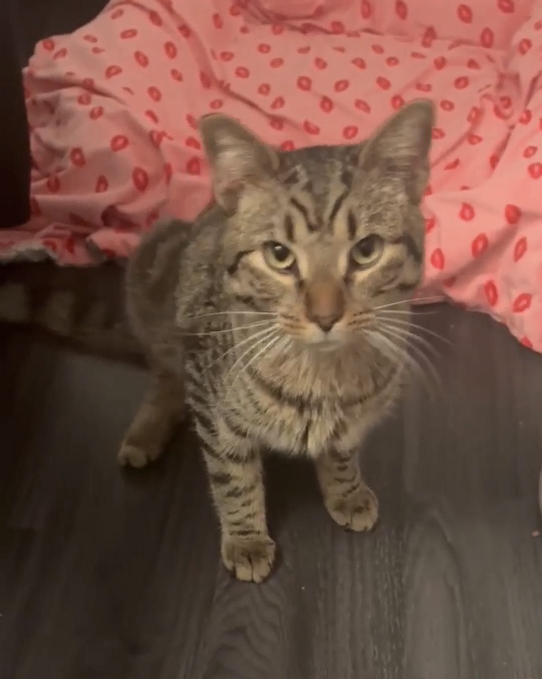 HERSHEY, a Adoptable Domestic Short Hair in Tillsonburg, ON image 5/5