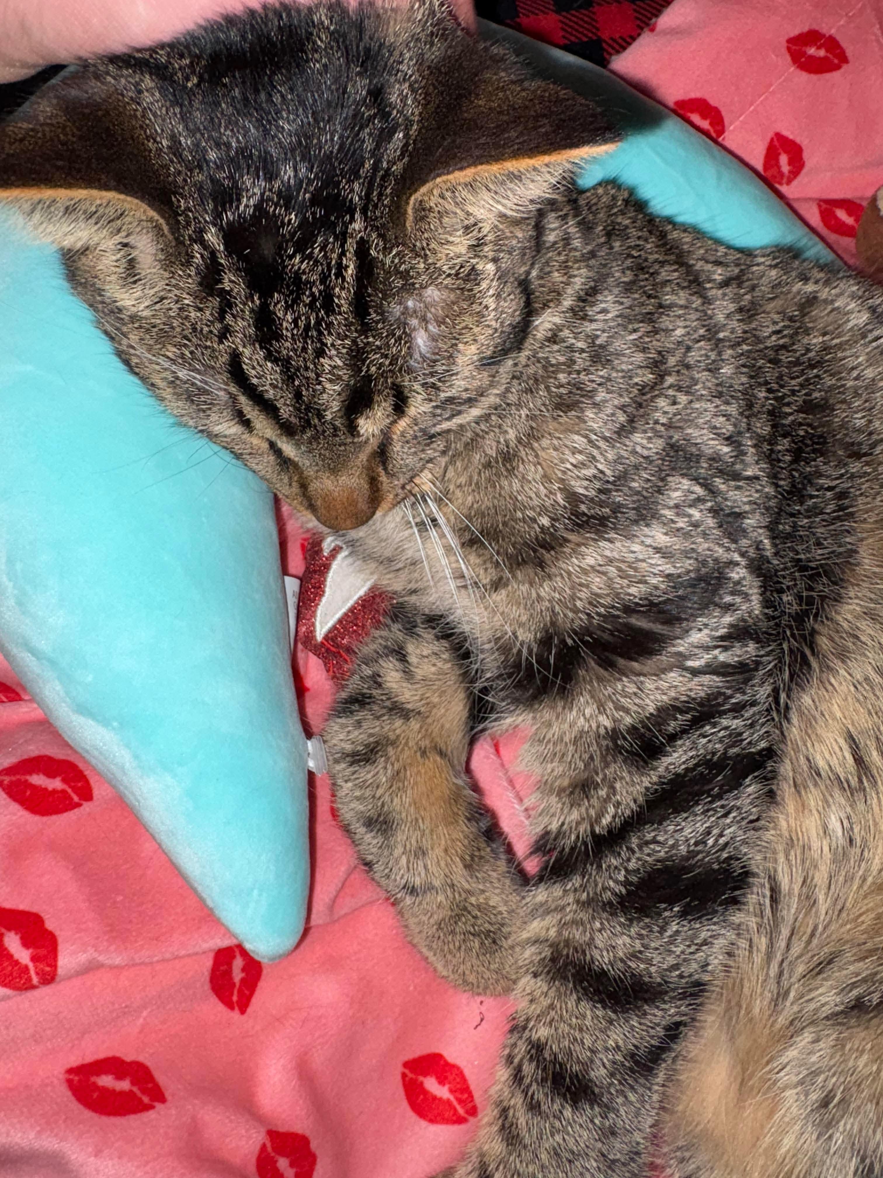 HERSHEY, a Adoptable Domestic Short Hair in Tillsonburg, ON image 3/5