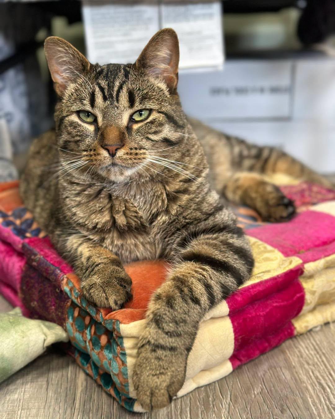 Enlarge HERSHEY, an adopted Domestic Short Hair in Tillsonburg, ON image 1/6