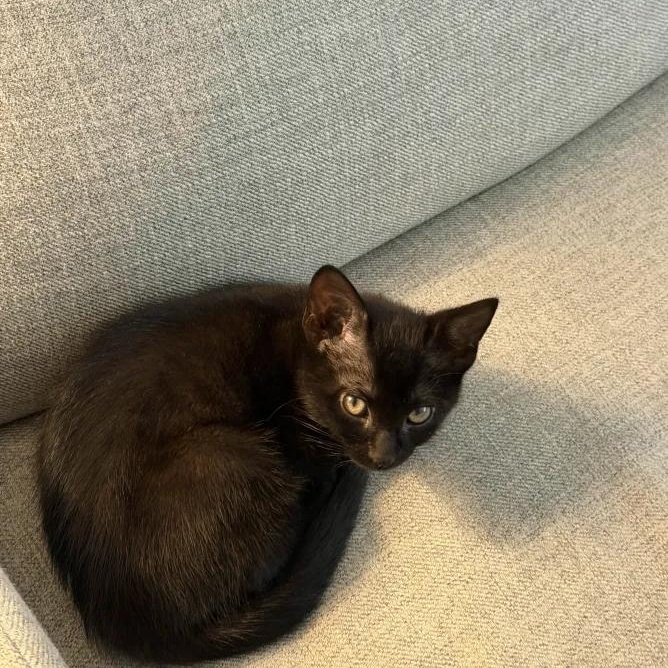 Enlarge Pamina, an adopted Domestic Short Hair in Weehawken, NJ image 3/6