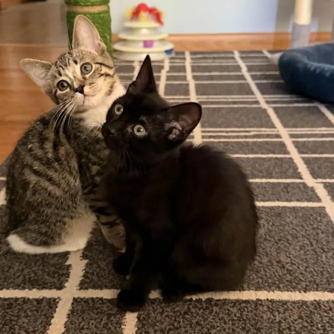 Enlarge Pamina, an adopted Domestic Short Hair in Weehawken, NJ image 4/6