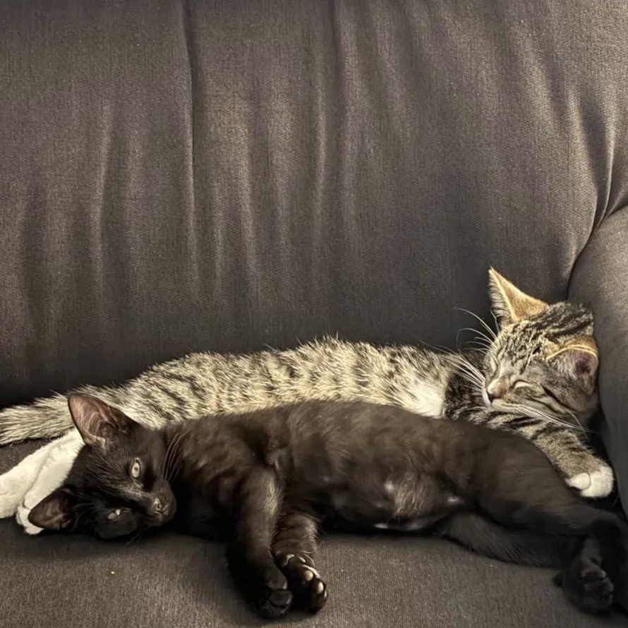 Enlarge Pamina, an adopted Domestic Short Hair in Weehawken, NJ image 5/6