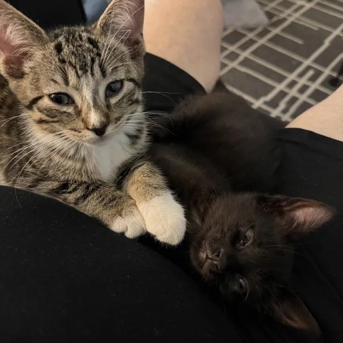 Enlarge Pamina, an adopted Domestic Short Hair in Weehawken, NJ image 2/6