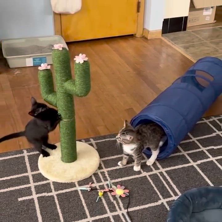 Enlarge Pamina, an adopted Domestic Short Hair in Weehawken, NJ video 6/6