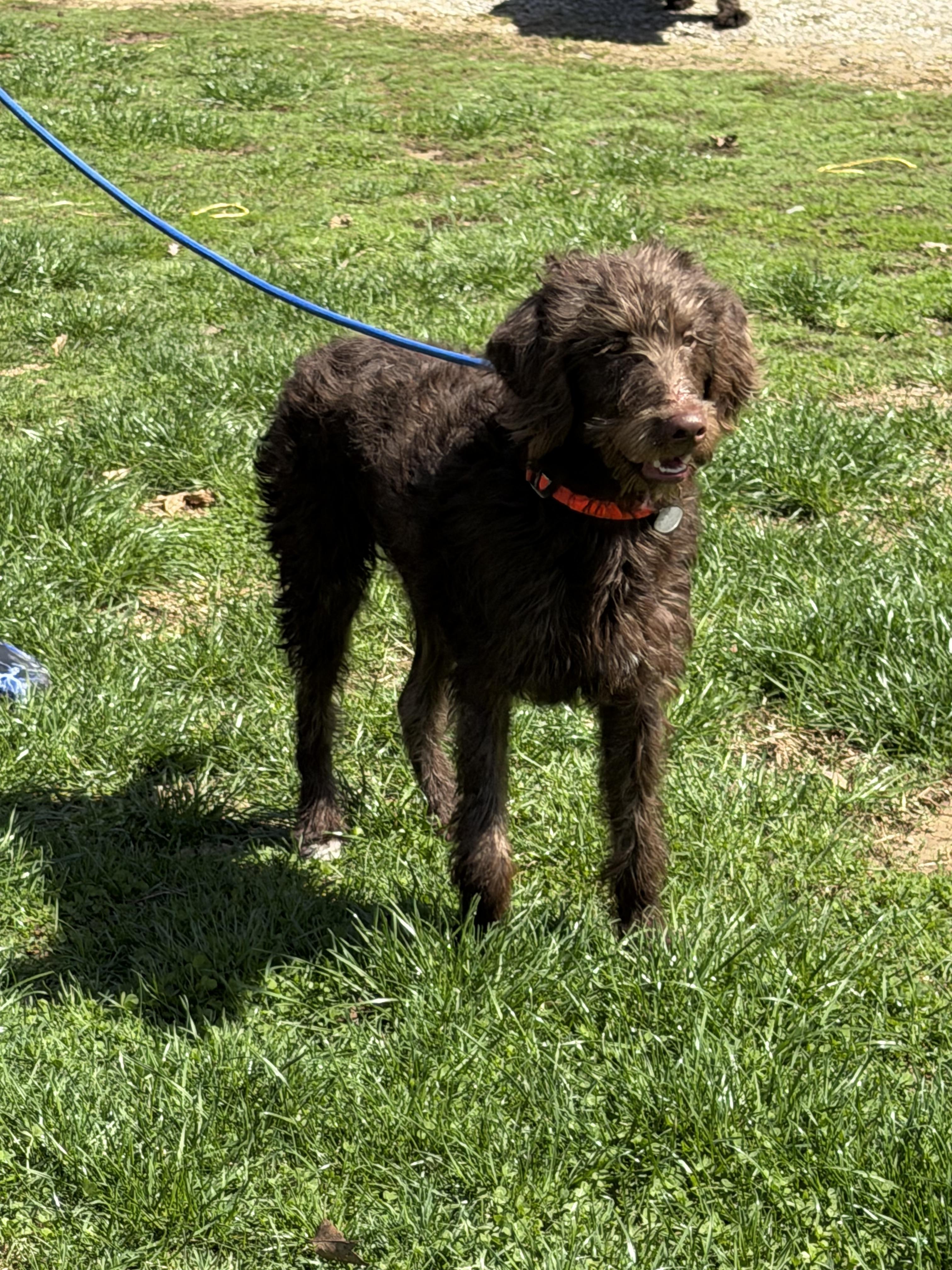 Carson, a ADOPTABLE Labradoodle in Zanesville, OH image 2/2