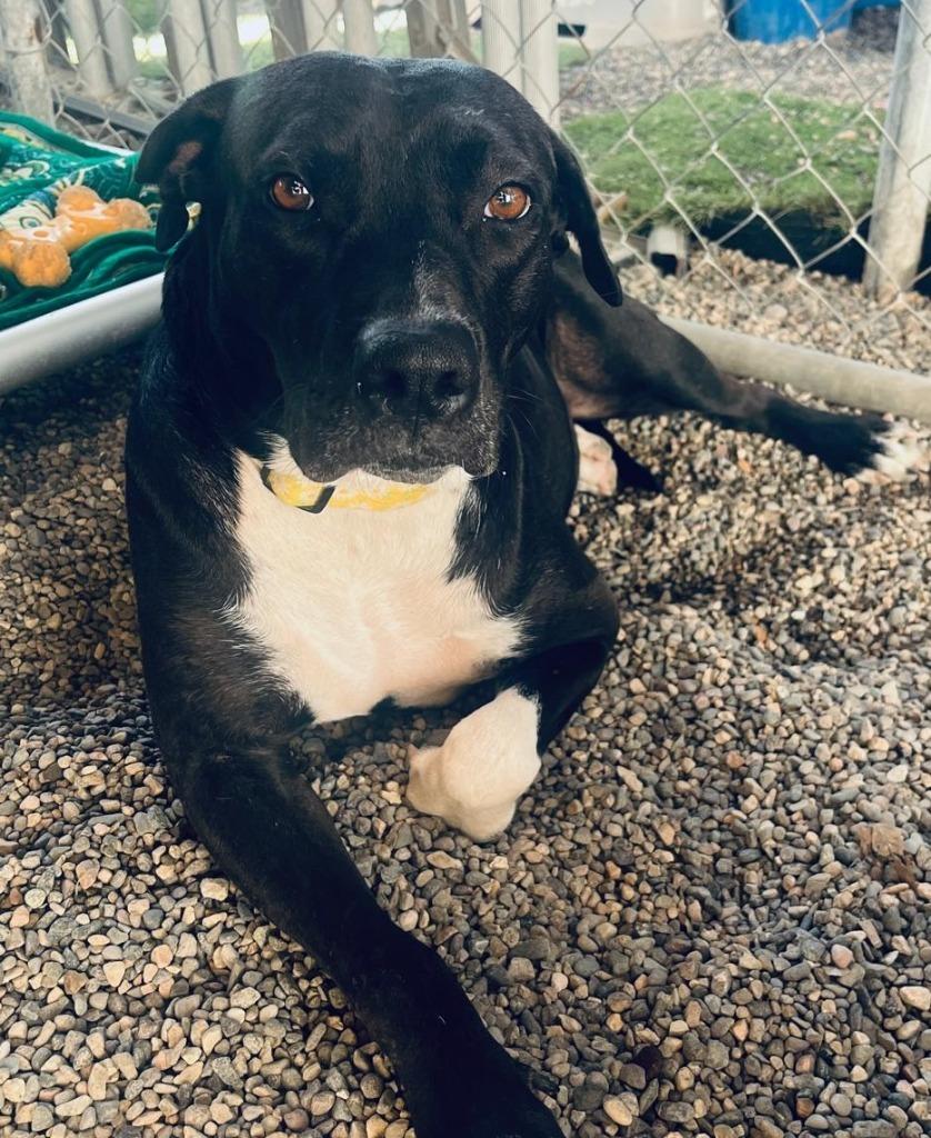 Celeste]\, Young Female Black Labrador Retriever