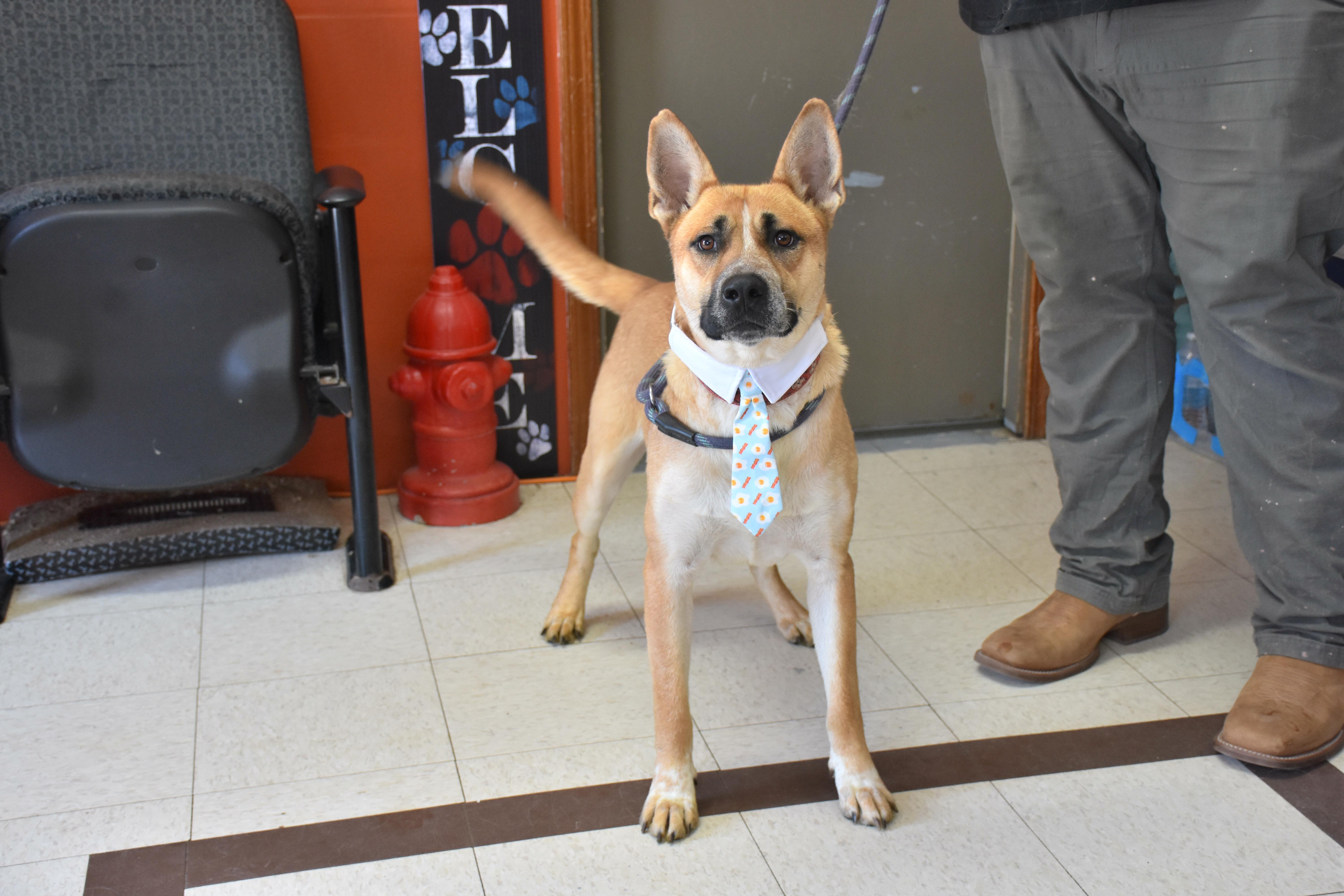 Harry, ADOPTABLE, Adult Male Shepherd.