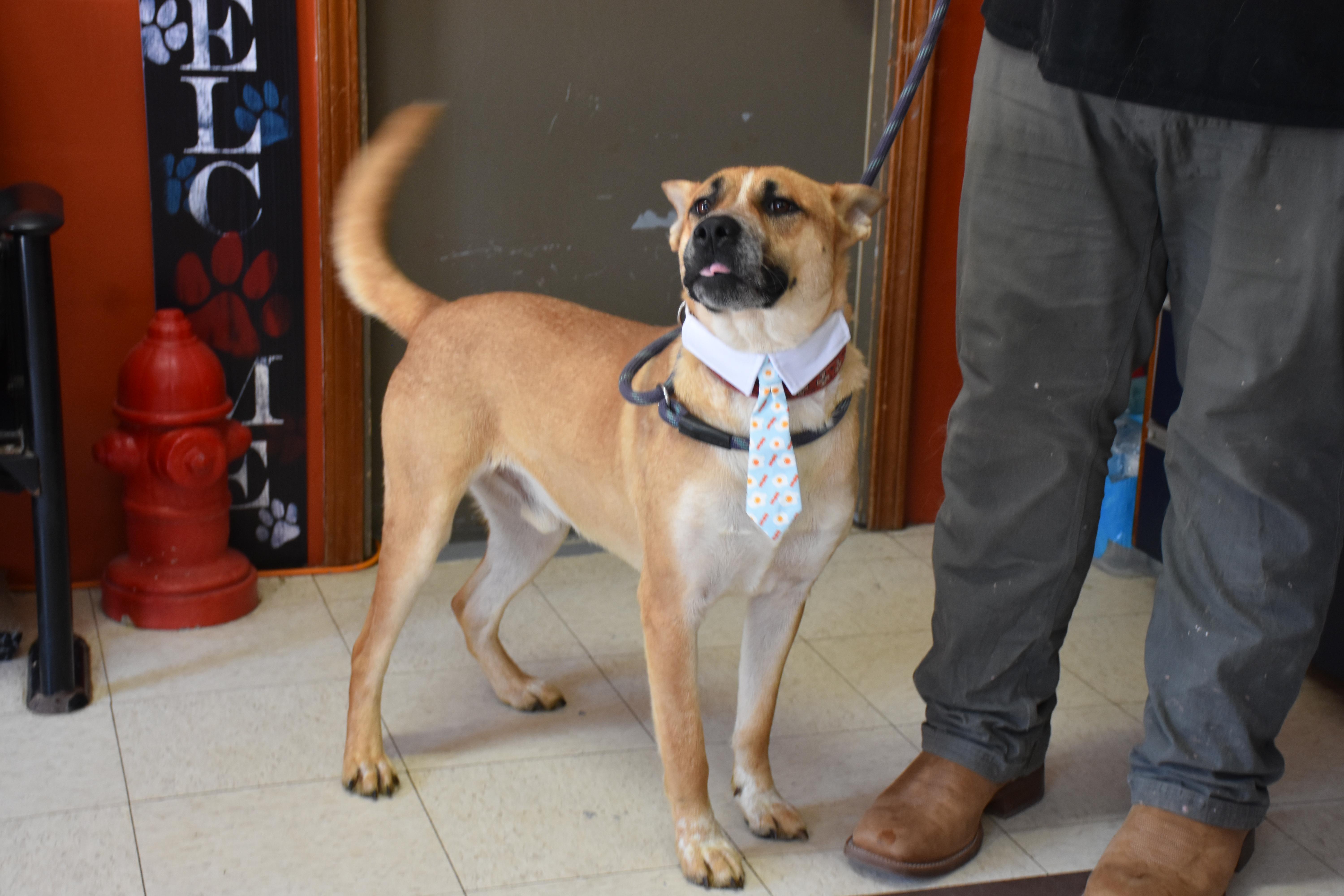 Enlarge Harry, a ADOPTABLE mixed breed in North Judson, IN image 2/2