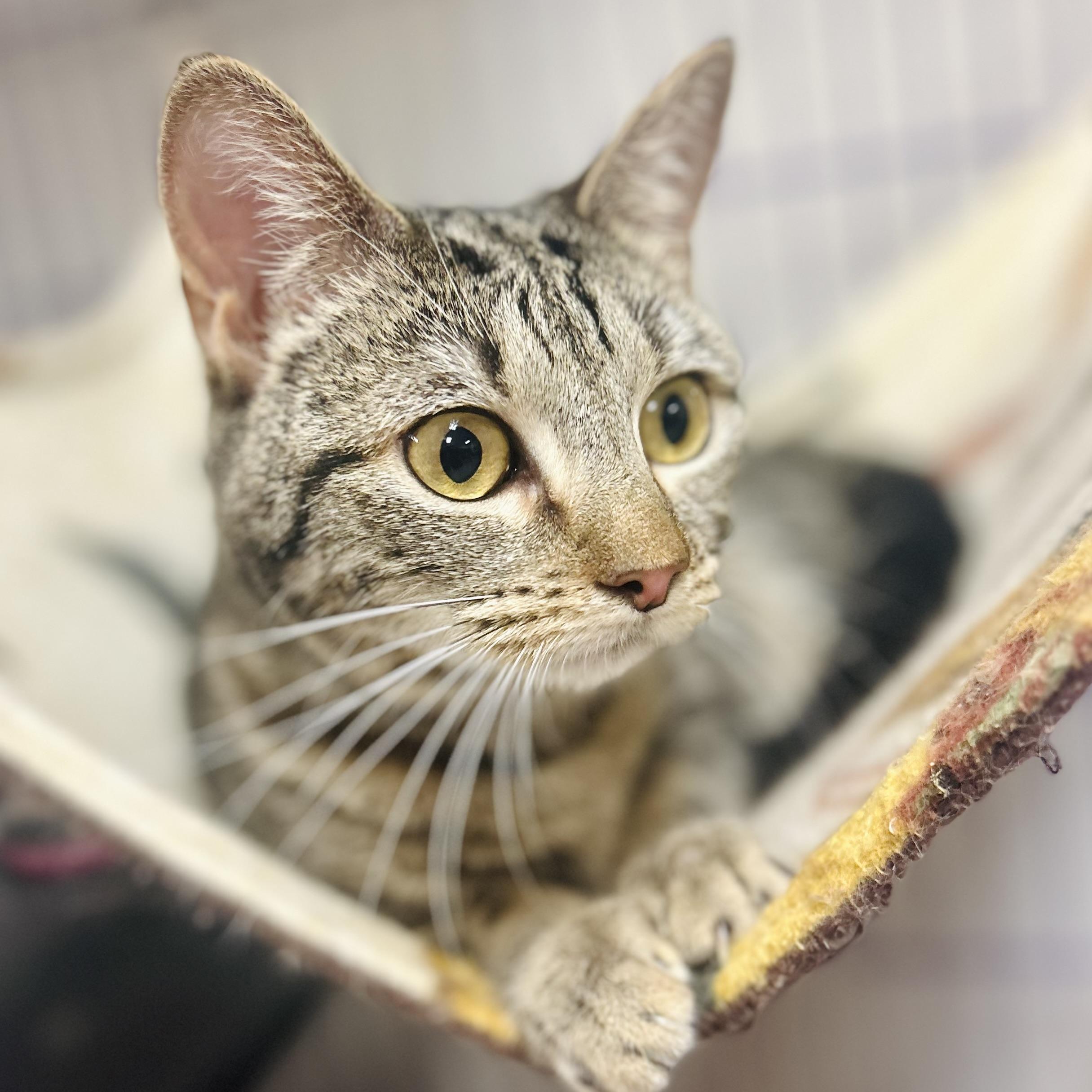 Enlarge Squirrel, a Adoptable Domestic Short Hair in Seguin, TX image 1/3