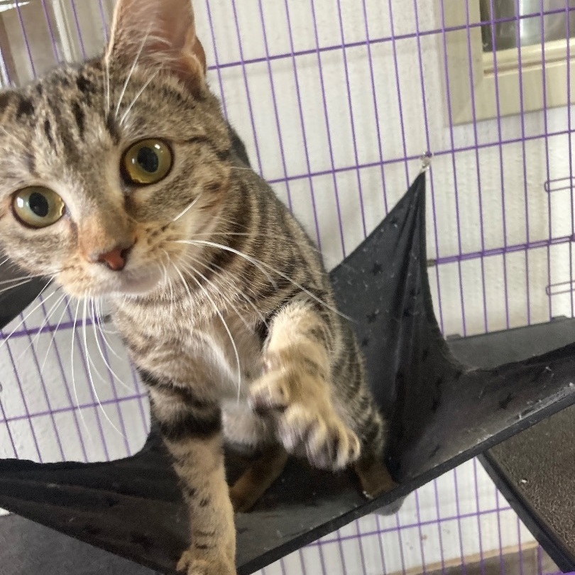 Enlarge Squirrel, a Adoptable Domestic Short Hair in Seguin, TX image 3/3