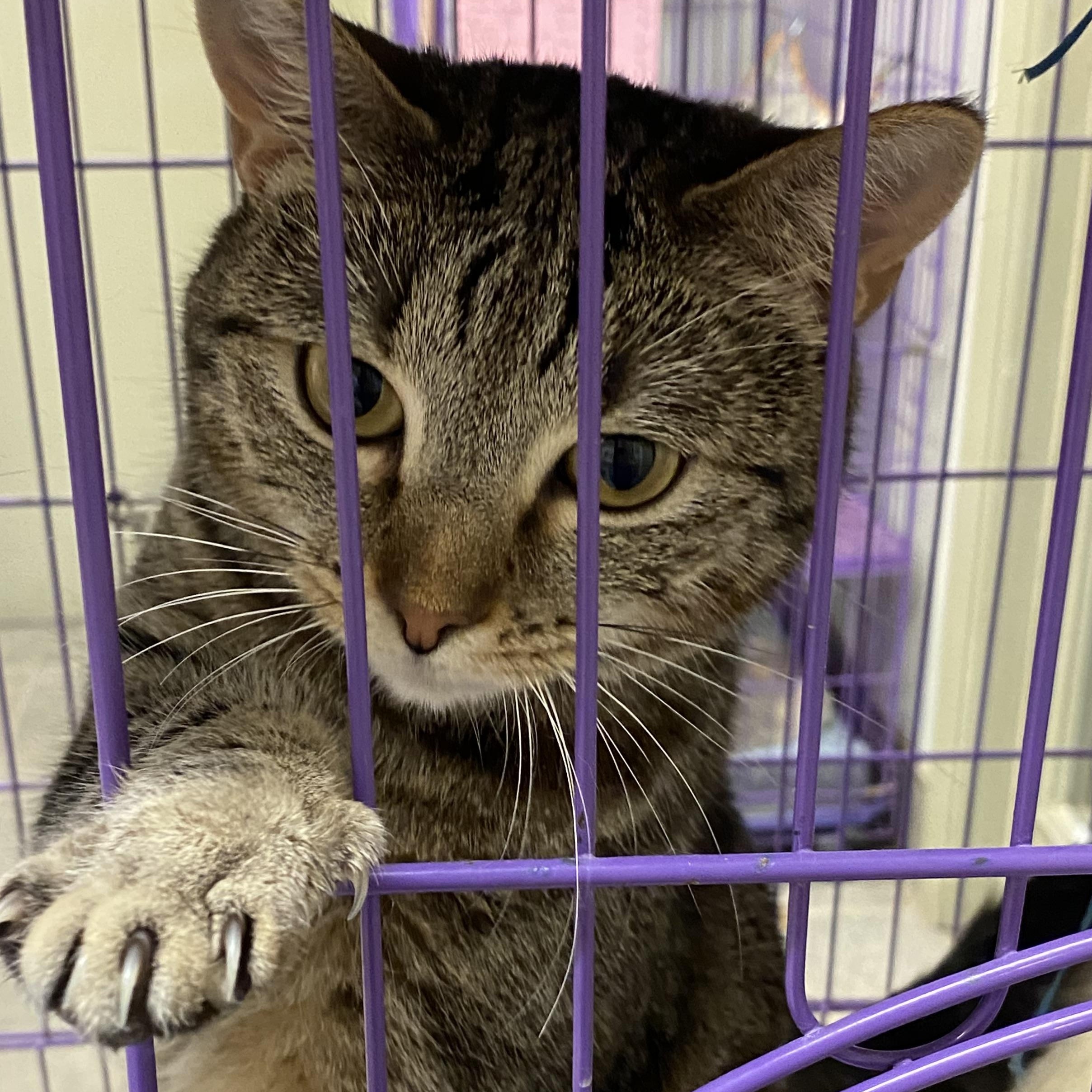 Enlarge Squirrel, a Adoptable Domestic Short Hair in Seguin, TX image 2/3