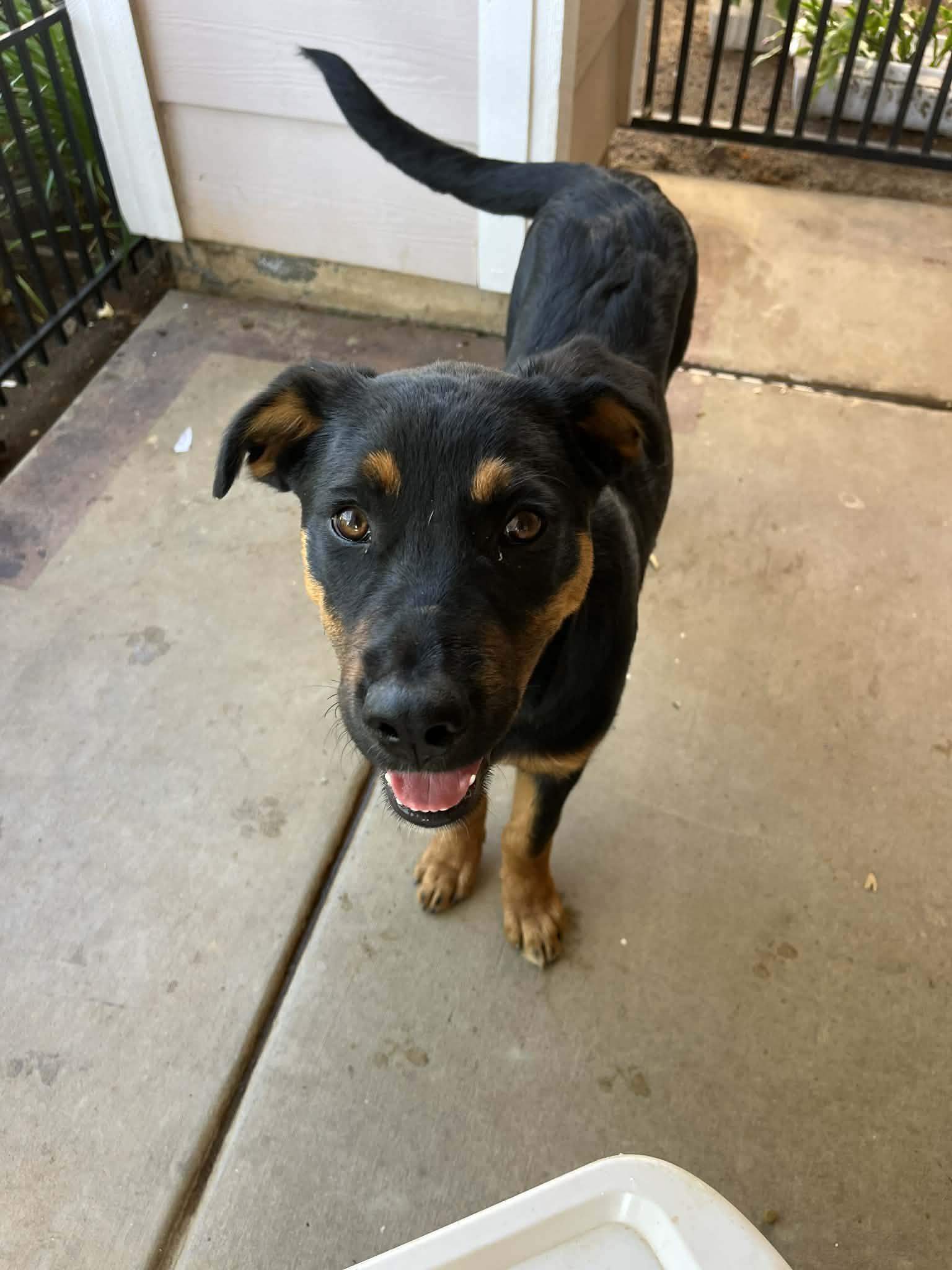 Jack and Fiona, Adoptable, Young Female Beauceron.