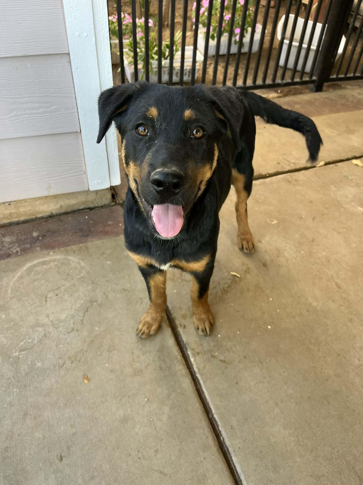 Jack and Fiona, a Adoptable Beauceron in Poway, CA image 2/6