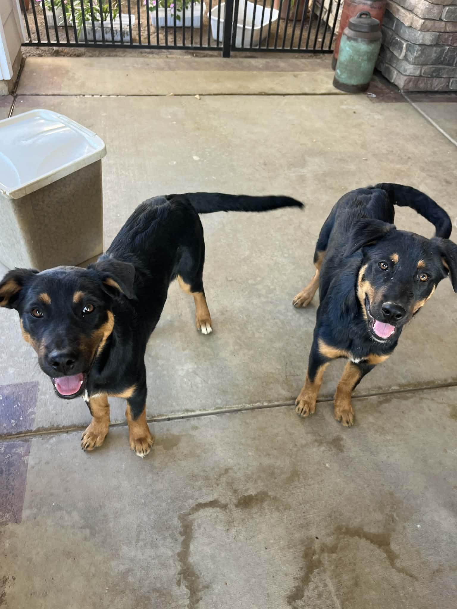 Jack and Fiona, a Adoptable Beauceron in Poway, CA image 3/6