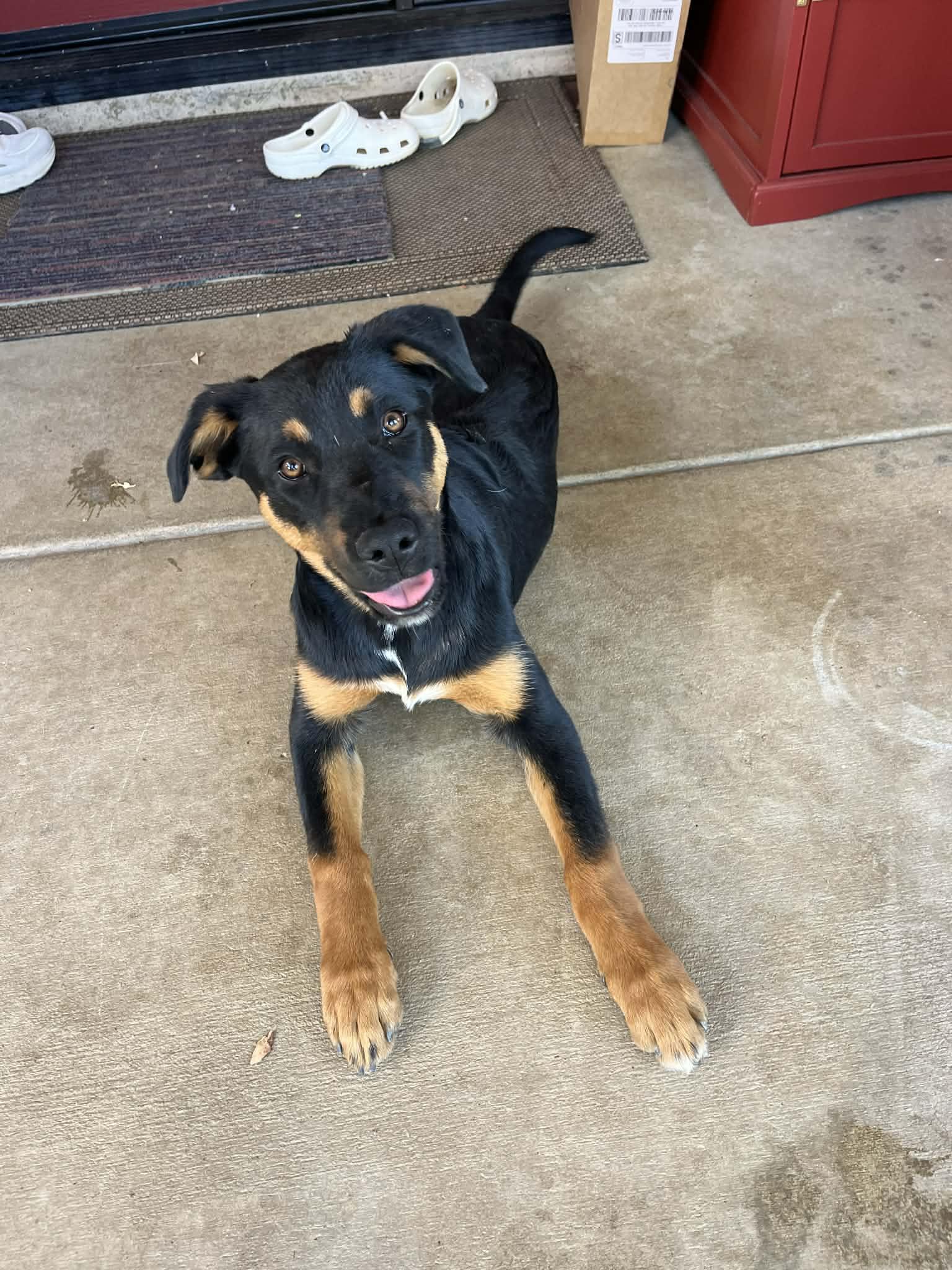 Jack and Fiona, a Adoptable Beauceron in Poway, CA image 4/6
