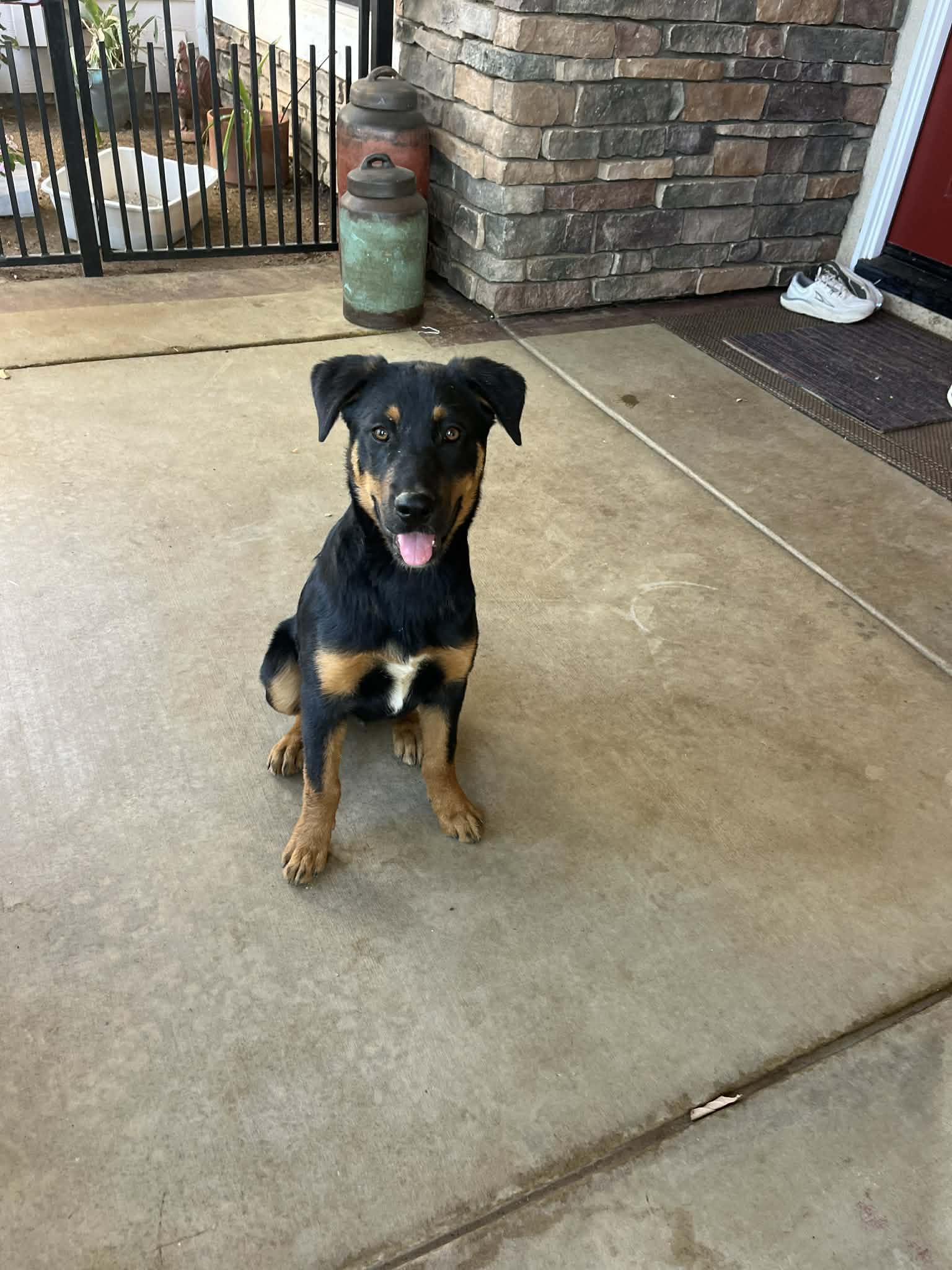 Jack and Fiona, a Adoptable Beauceron in Poway, CA image 5/6