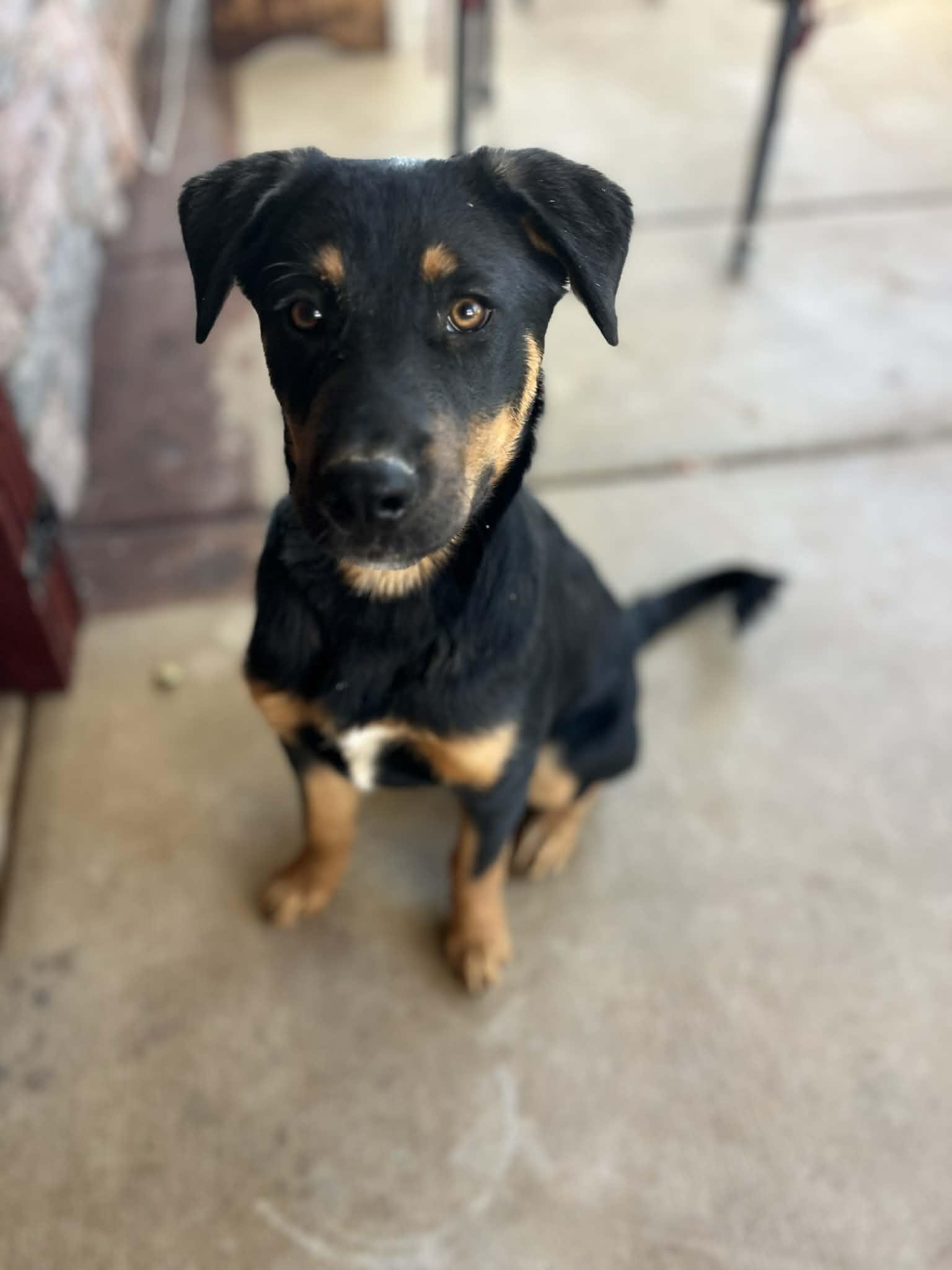 Jack and Fiona, a Adoptable Beauceron in Poway, CA image 6/6