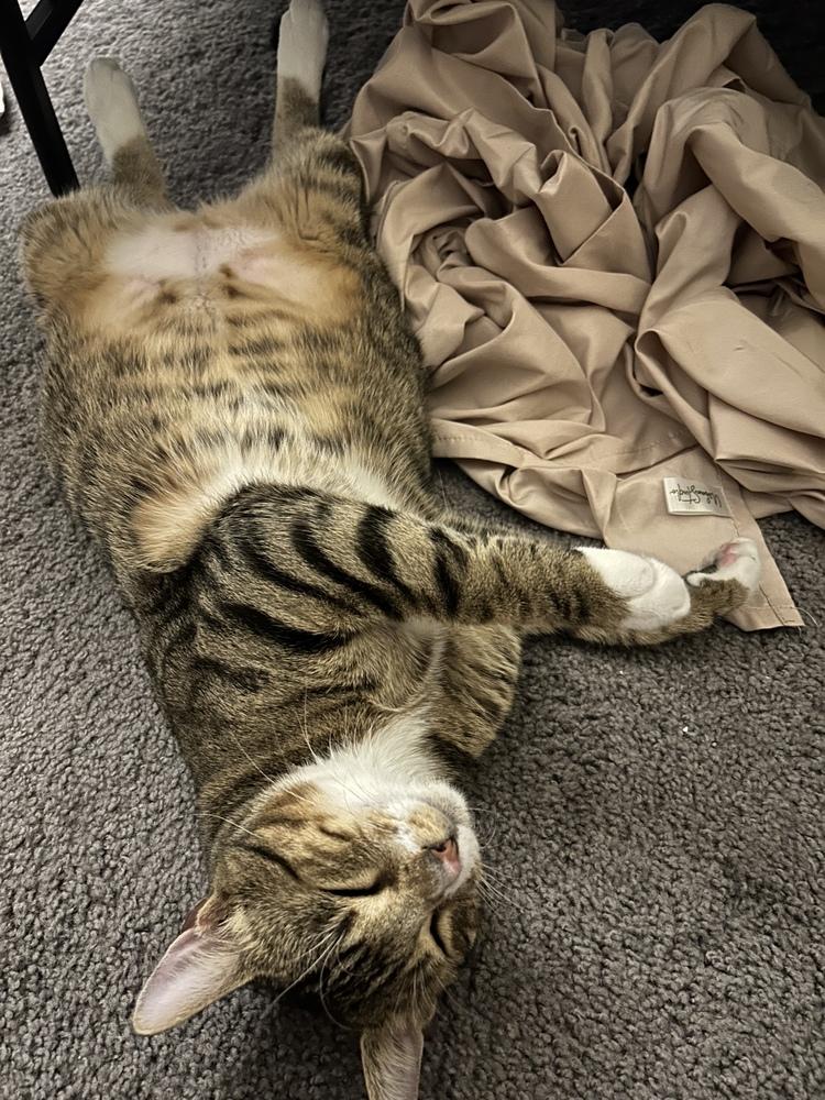 Enlarge Chuckles, a Adoptable Domestic Short Hair in Orlando, FL image 1/6