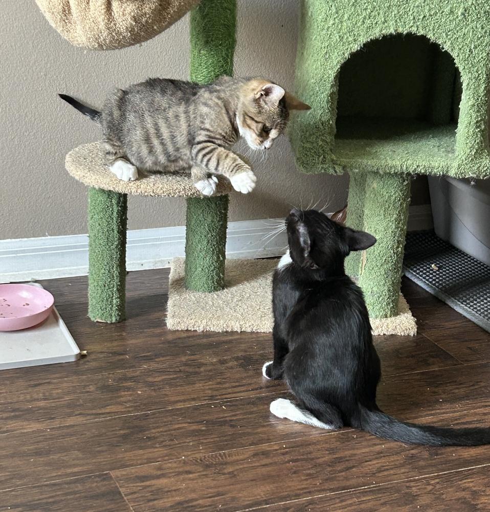 Chuckles, Adoptable, Kitten Male Domestic Short Hair.