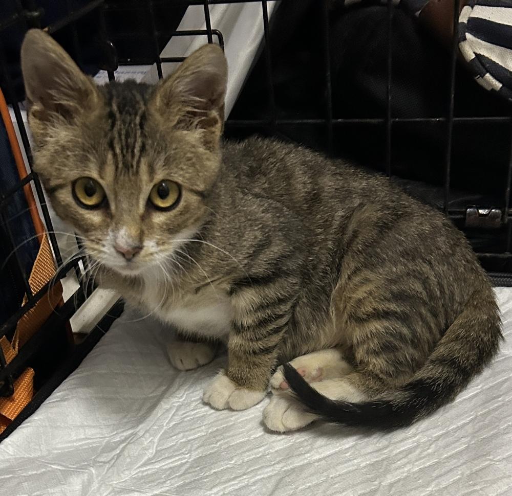 Enlarge Chuckles, a Adoptable Domestic Short Hair in Orlando, FL image 2/6