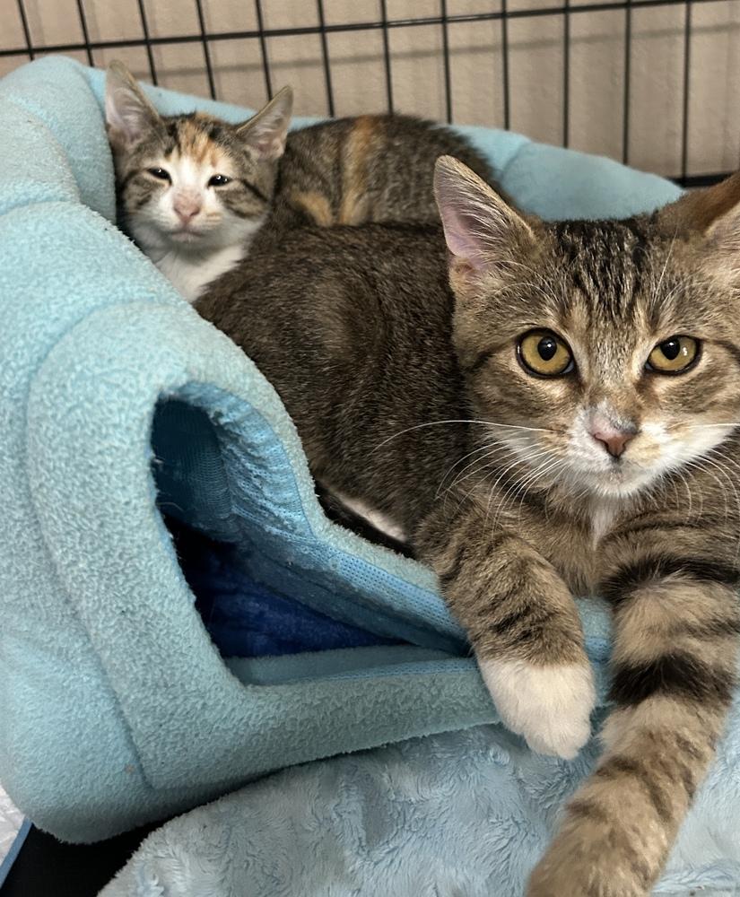 Enlarge Chuckles, a Adoptable Domestic Short Hair in Orlando, FL image 3/6