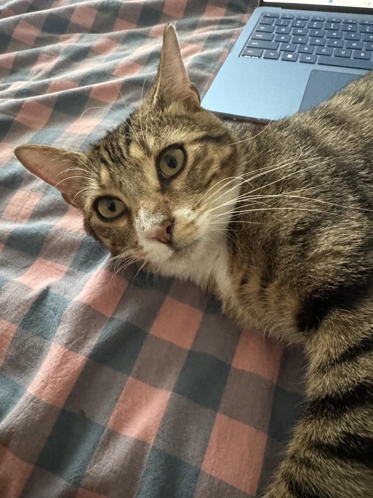 Enlarge Chuckles, a Adoptable Domestic Short Hair in Orlando, FL image 5/6