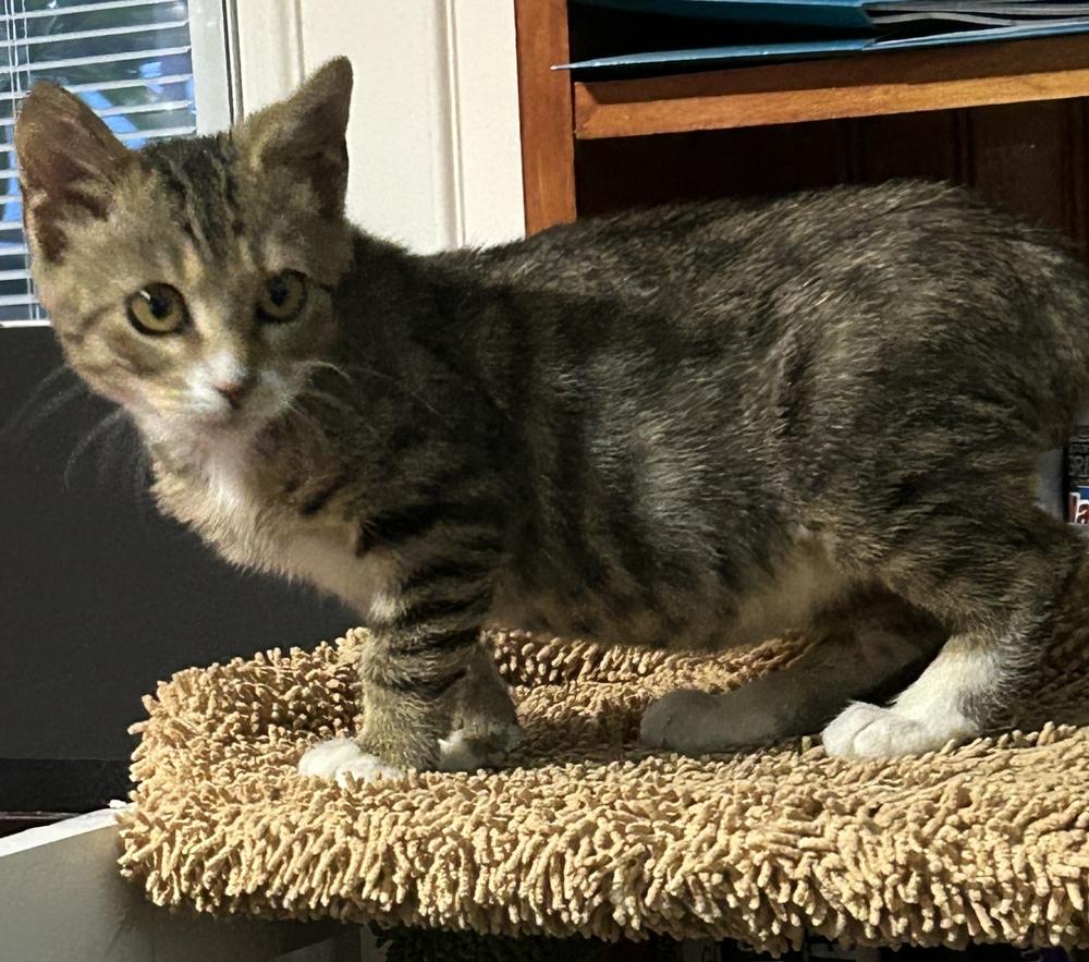 Enlarge Chuckles, a Adoptable Domestic Short Hair in Orlando, FL image 4/6