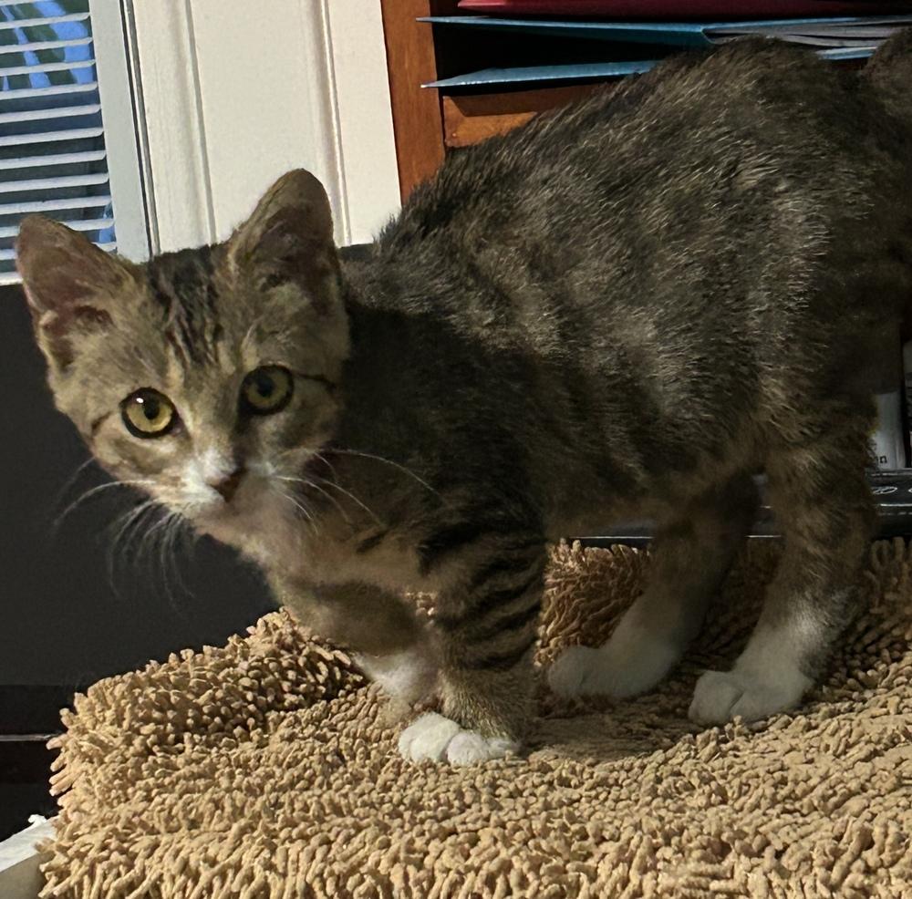 Enlarge Chuckles, a Adoptable Domestic Short Hair in Orlando, FL image 5/6