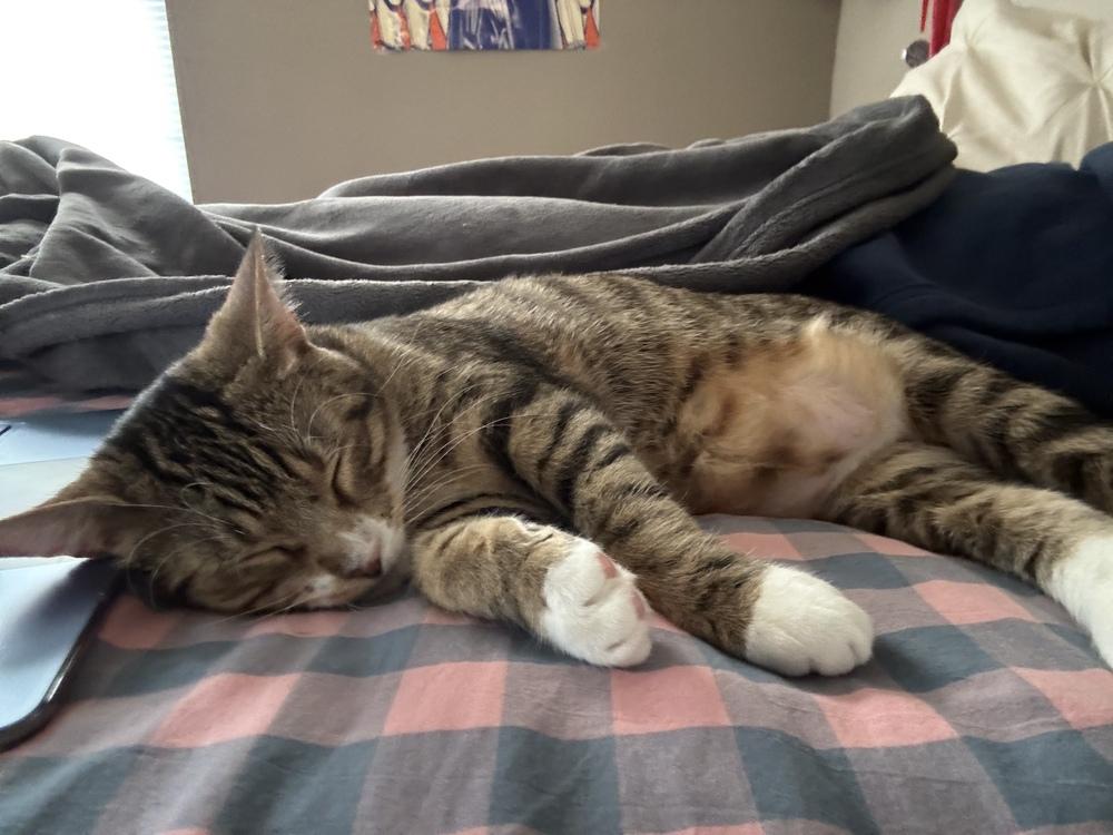 Enlarge Chuckles, a Adoptable Domestic Short Hair in Orlando, FL image 6/6