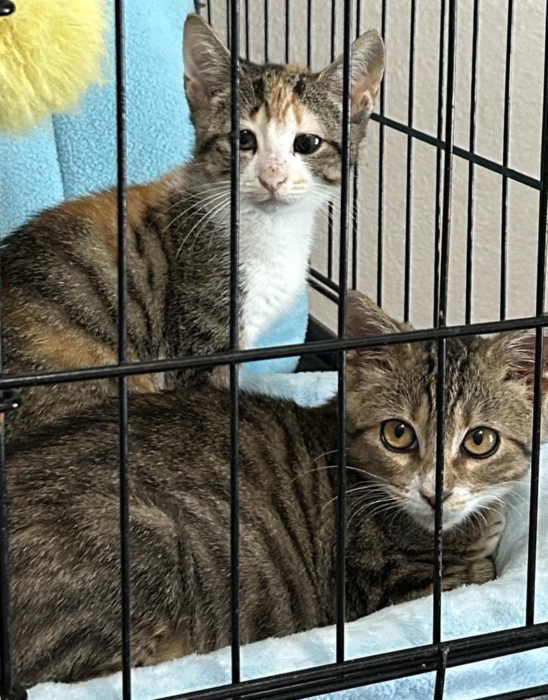 Enlarge Chuckles, a Adoptable Domestic Short Hair in Orlando, FL image 6/6