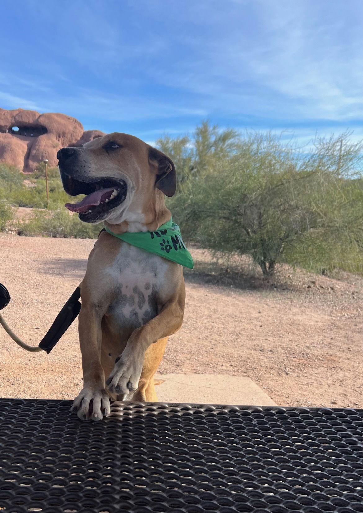 Enlarge Sampson (Courtesy post), a Adoptable mixed breed in Phoenix, AZ image 1/3