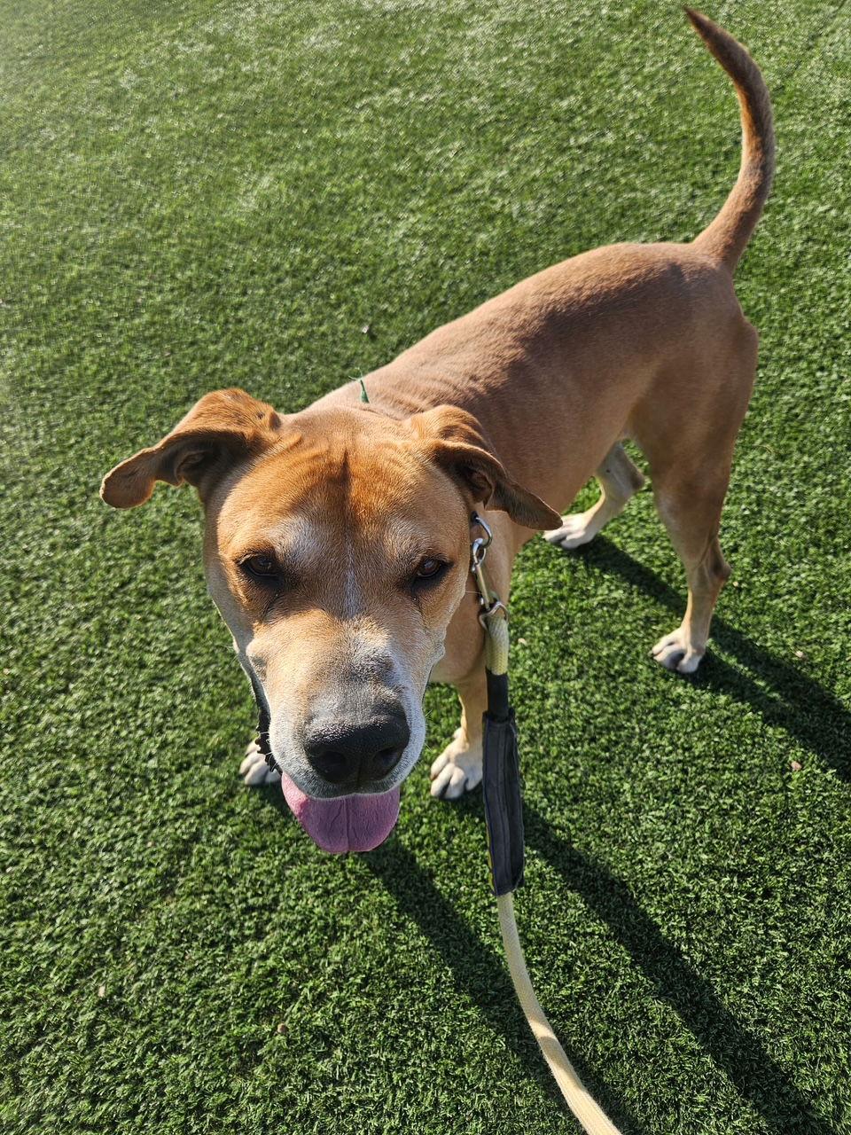 Enlarge Sampson (Courtesy post), a Adoptable mixed breed in Phoenix, AZ image 2/3