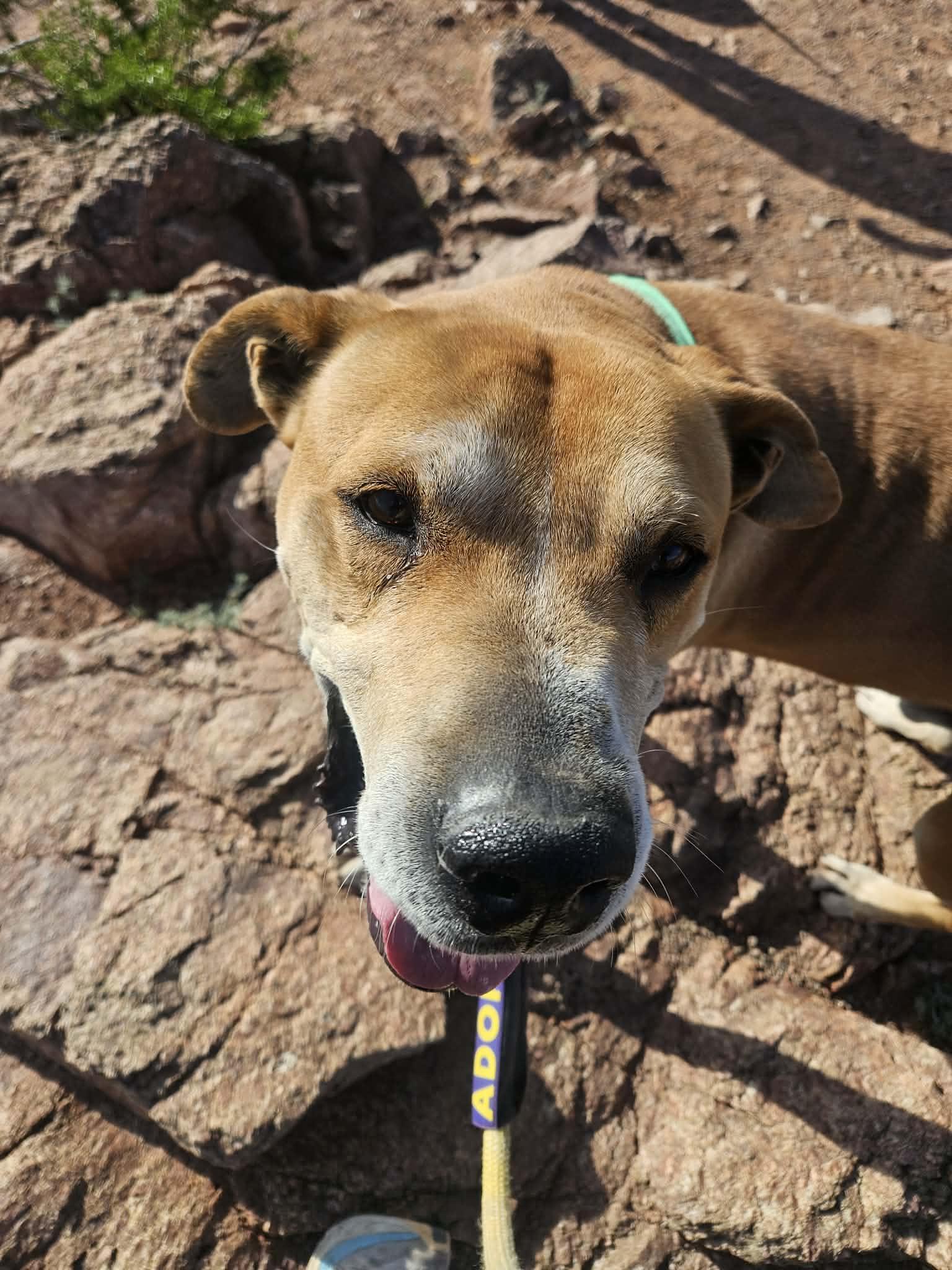 Sampson (Courtesy post), Adoptable, Adult Male Yellow Labrador Retriever.