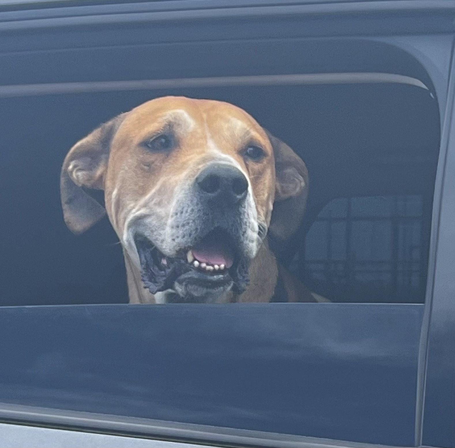 Enlarge Sampson (Courtesy post), a Adoptable Yellow Labrador Retriever in Phoenix, AZ image 2/3