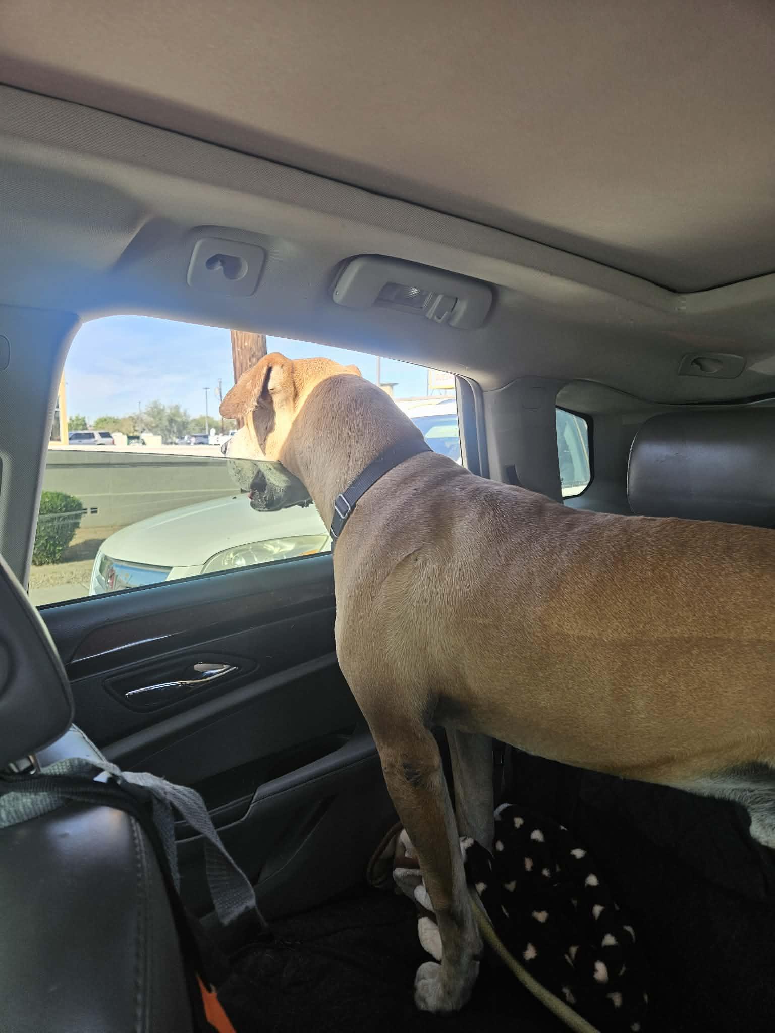 Enlarge Sampson (Courtesy post), a Adoptable mixed breed in Phoenix, AZ image 1/3