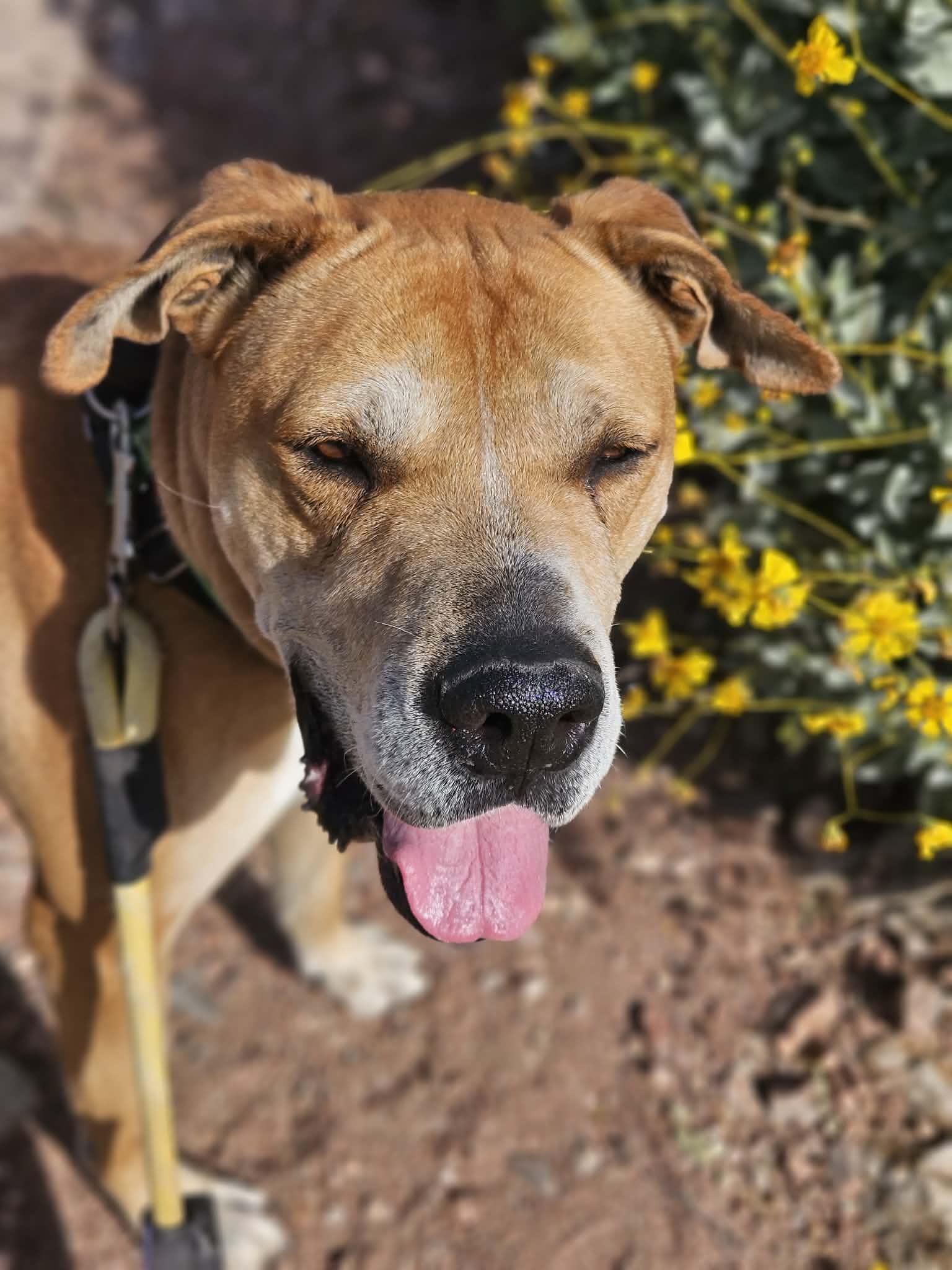 Enlarge Sampson (Courtesy post), a Adoptable mixed breed in Phoenix, AZ image 2/3