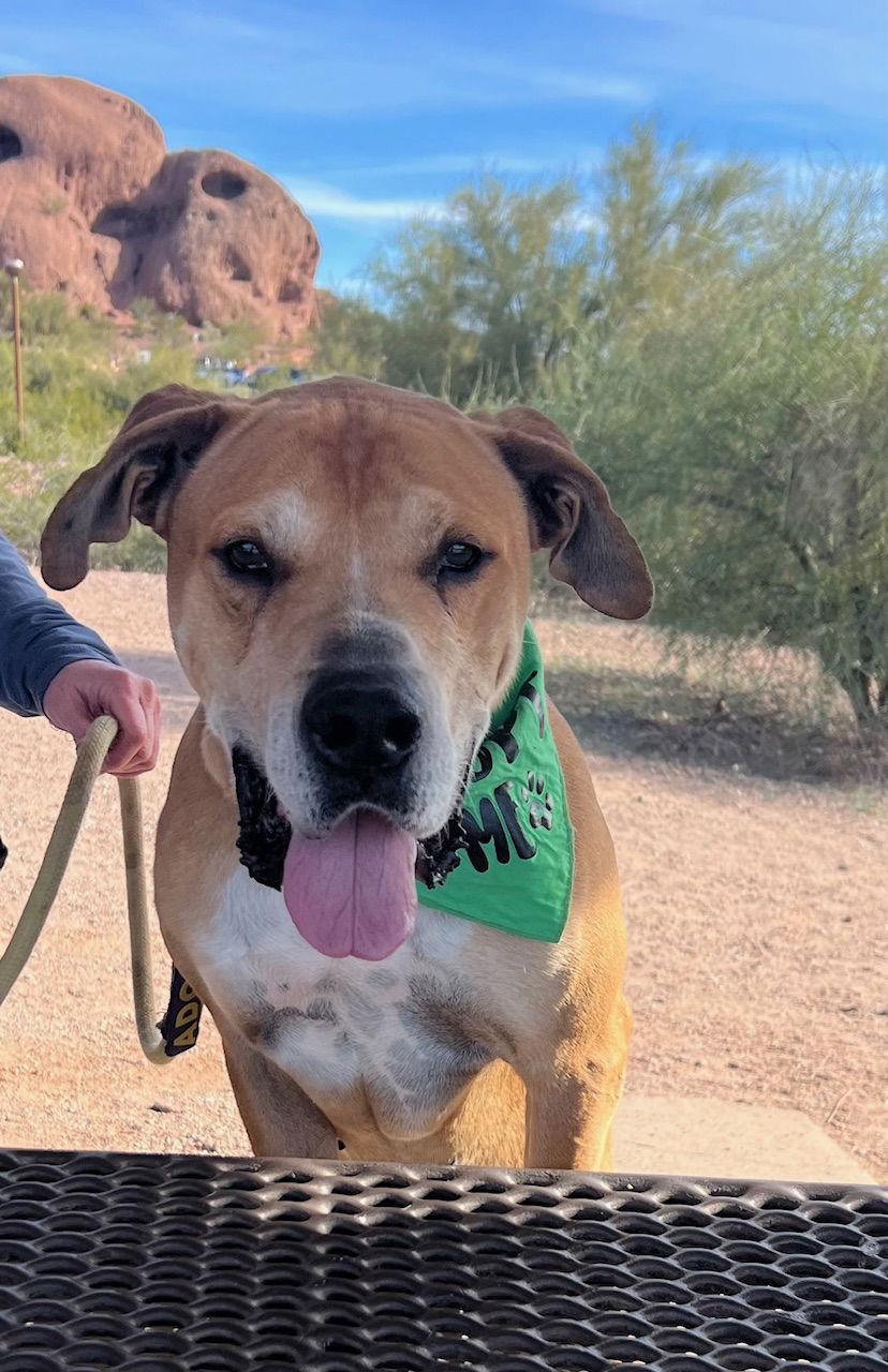 Enlarge Sampson (Courtesy post), a Adoptable mixed breed in Phoenix, AZ image 3/3