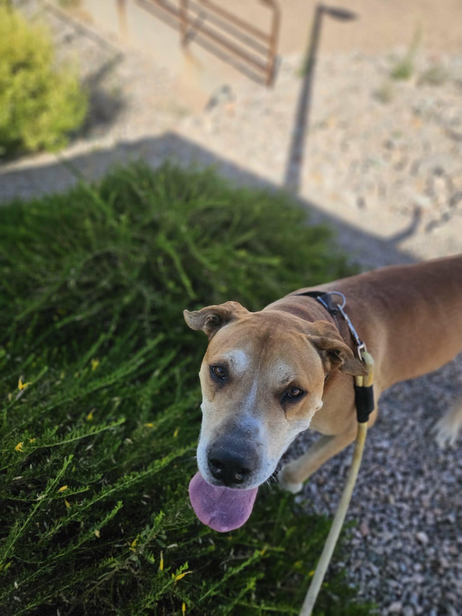 Enlarge Sampson (Courtesy post), a Adoptable Yellow Labrador Retriever in Phoenix, AZ image 3/3