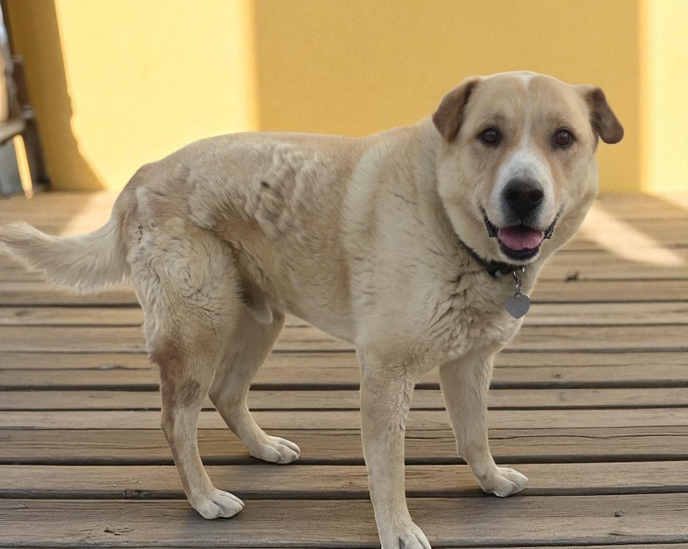 Hobbes, Adoptable, Senior Male Yellow Labrador Retriever.