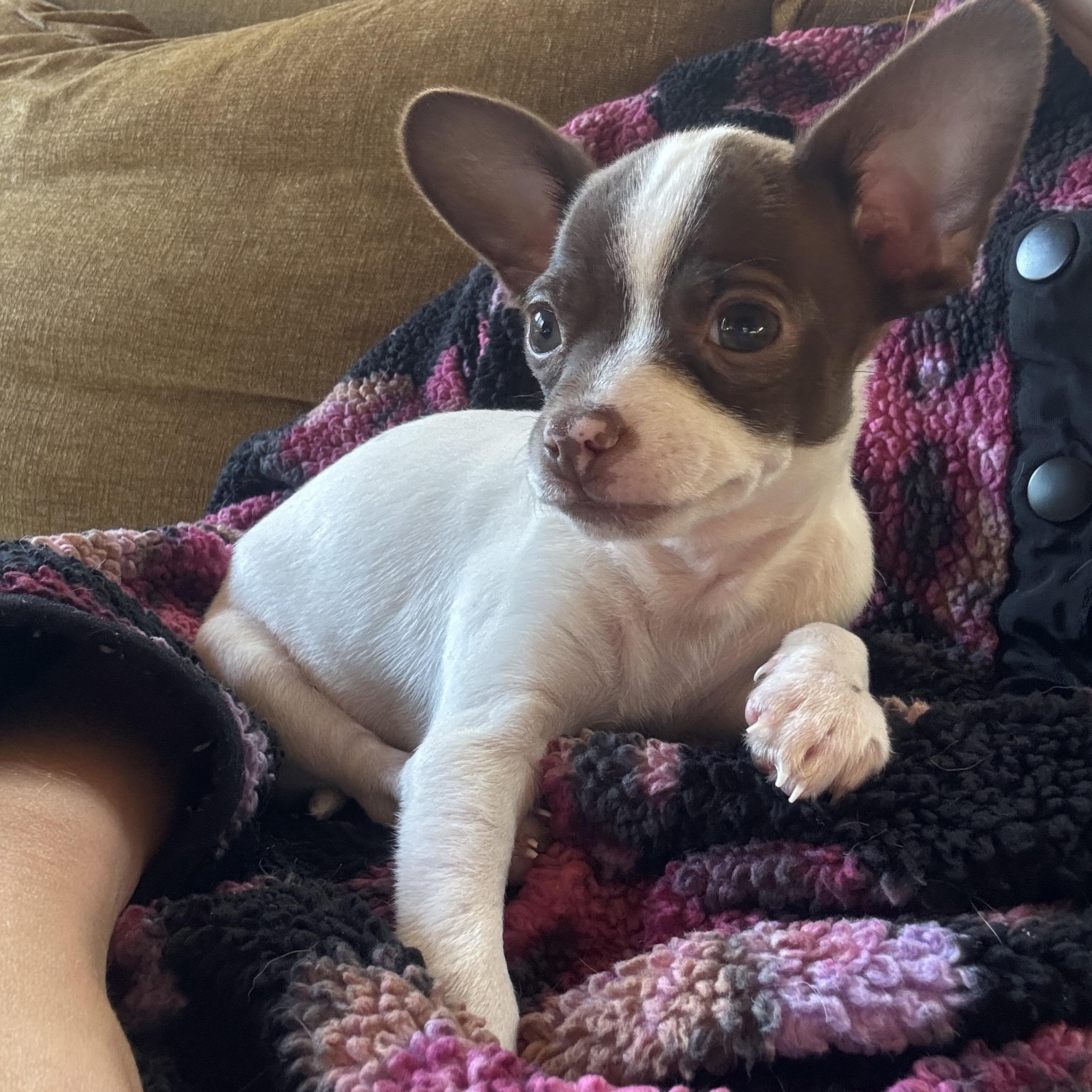 Linus, Adoptable, Puppy Male Chihuahua.