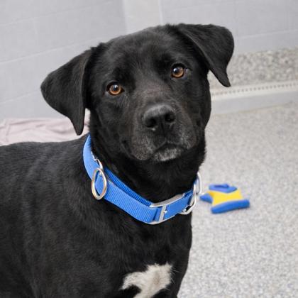 Abbey, a Adoptable mixed breed in Voorhees, NJ image 1/3