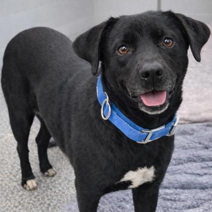 Abbey, a Adoptable mixed breed in Voorhees, NJ image 2/3