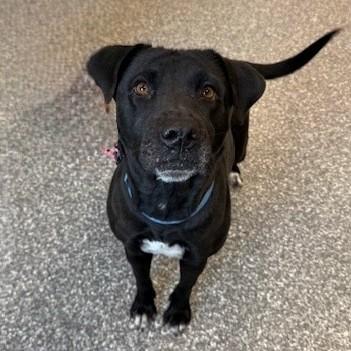 Abbey, a Adoptable mixed breed in Voorhees, NJ image 3/3