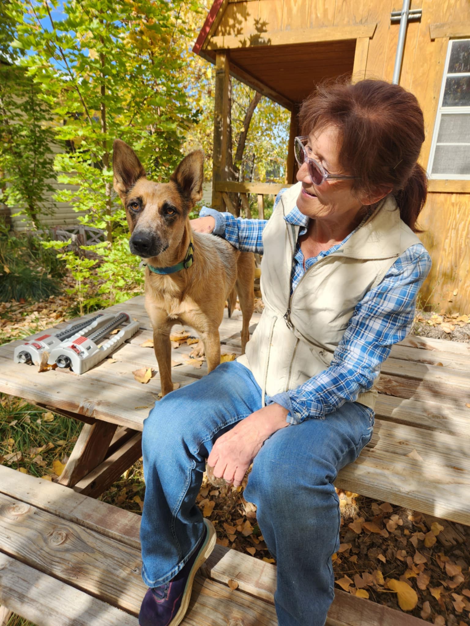 Dog for adoption ELLIE, an Australian Cattle Dog / Blue Heeler Mix in