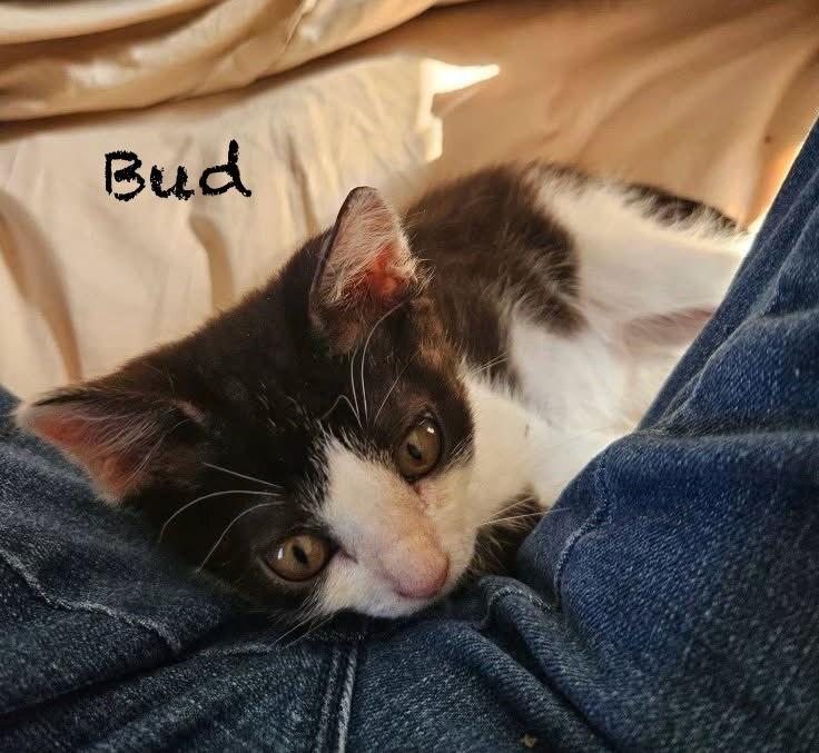 Bud: Not at shelter (Kendra), Adoptable, Kitten Male Domestic Short Hair.