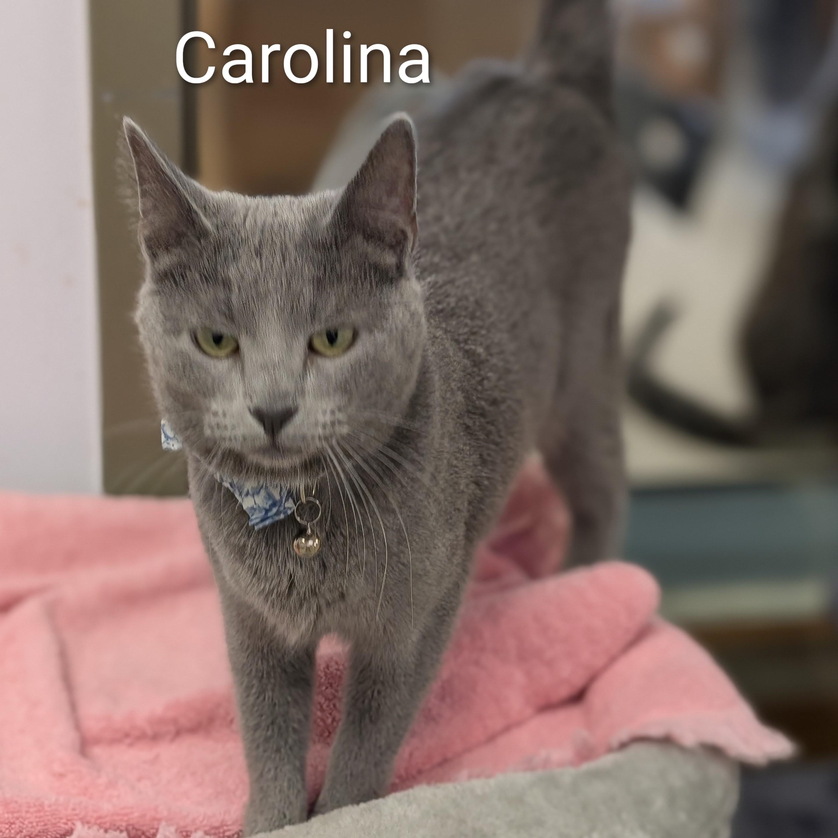 Enlarge Norman and Carolina (bonded pair), a ADOPTABLE Domestic Short Hair in Cincinnati, OH image 2/3