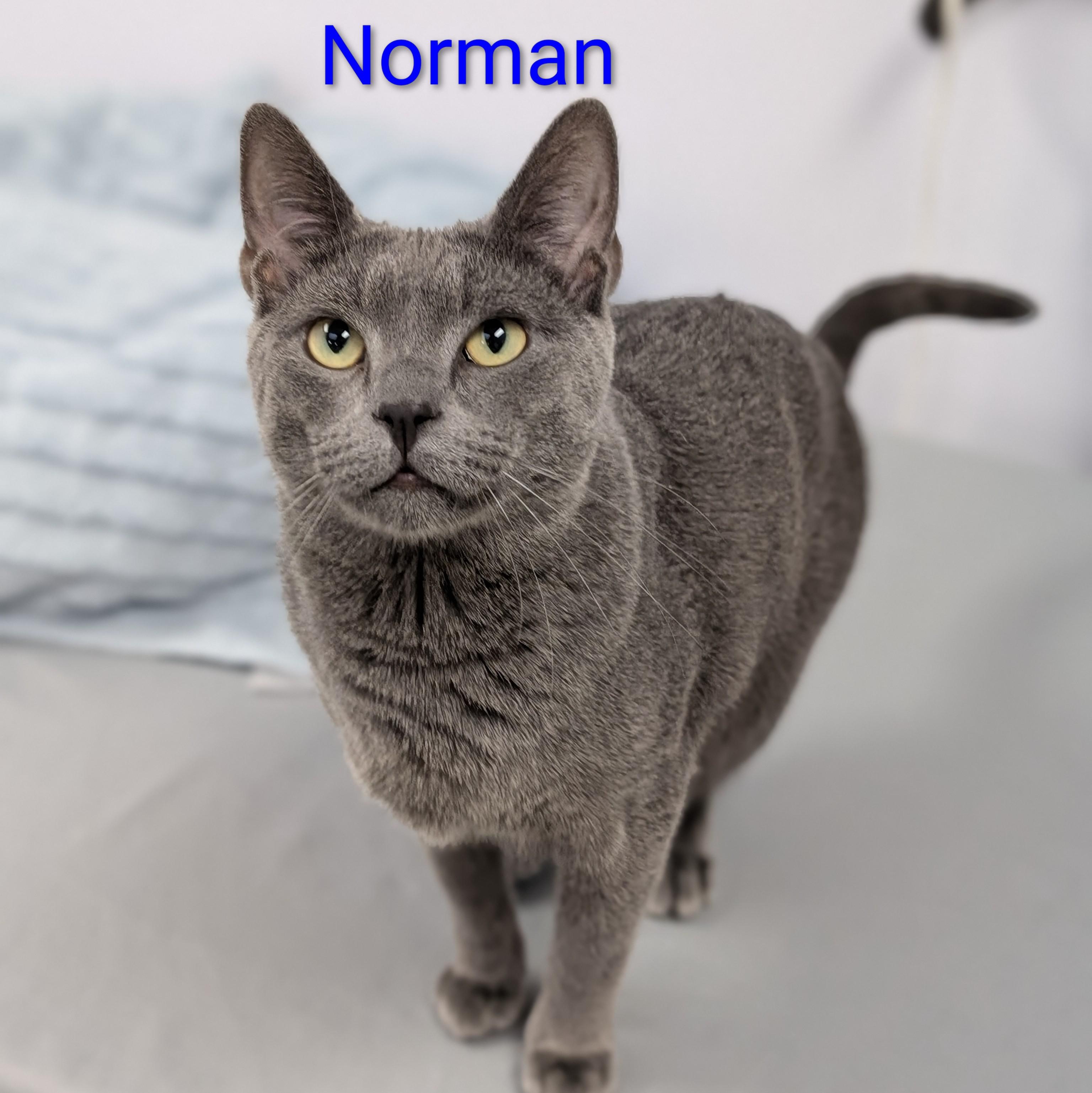 Enlarge Norman and Carolina (bonded pair), a ADOPTABLE Domestic Short Hair in Cincinnati, OH image 3/3