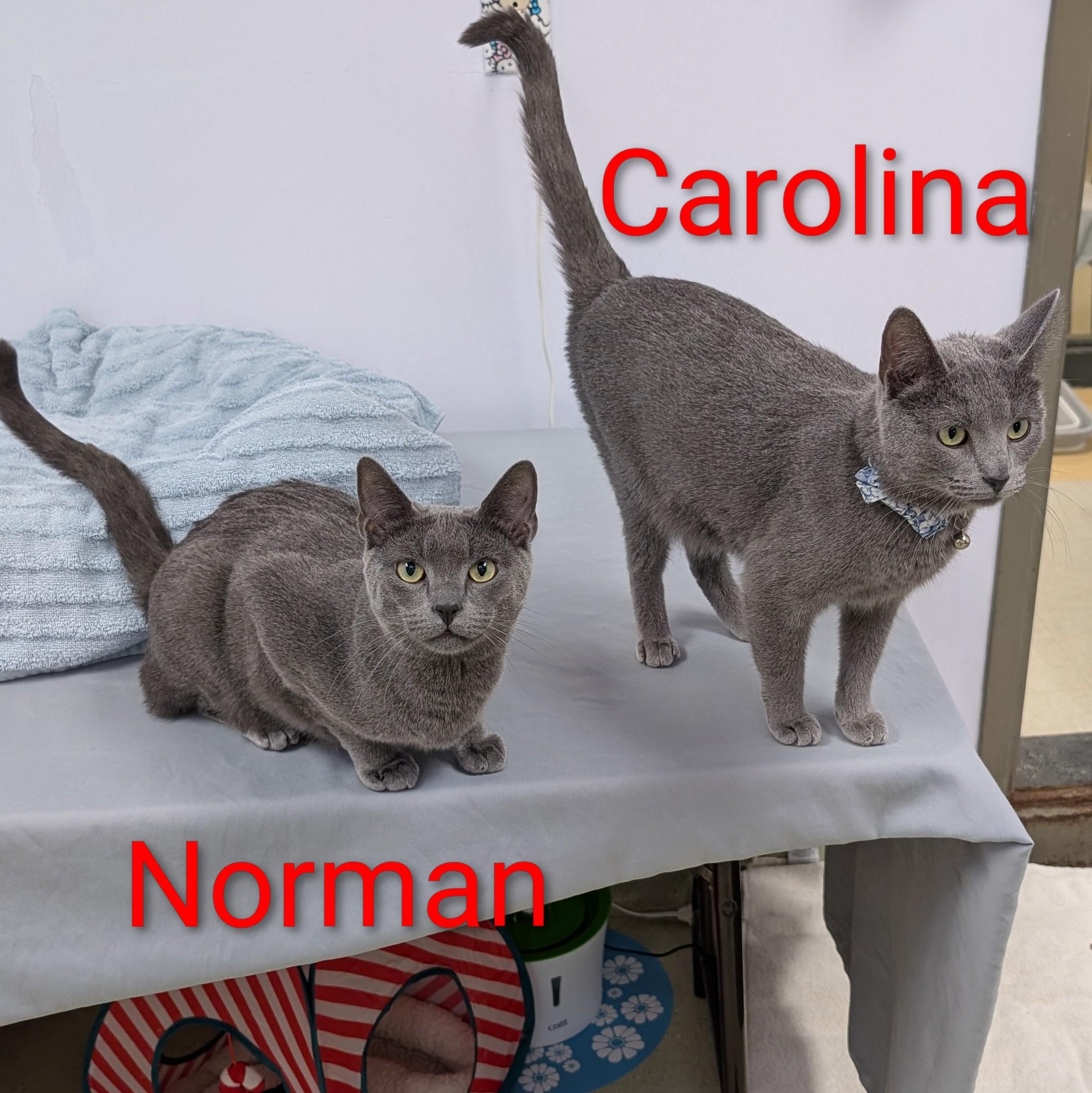 Enlarge Norman and Carolina (bonded pair), a ADOPTABLE Domestic Short Hair in Cincinnati, OH image 1/3