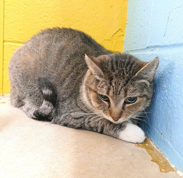 Enlarge MOE, a Adoptable Domestic Short Hair in Easton, MD image 1/1