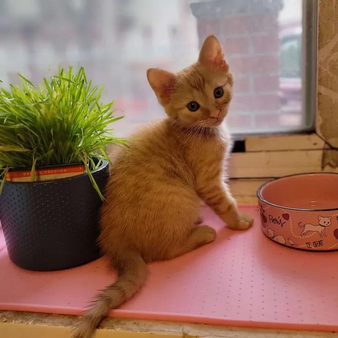 Turks & Caicos, Baby Male Domestic Short Hair